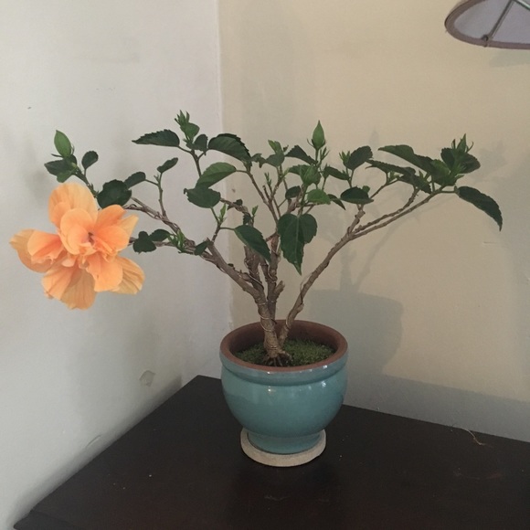 Meet your Posher, Jenny- *posh ambassador * - Picture 11 of 12